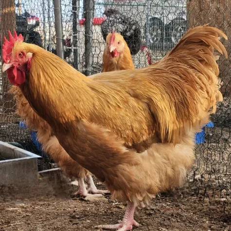 Buff Orpington