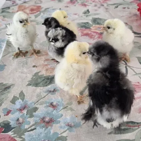 Chicks on a floral background