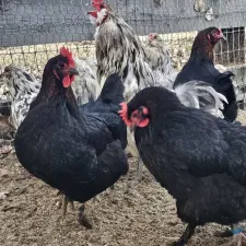 Splash Ameraucana and Black Copper Marans