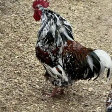 Calico Orpington