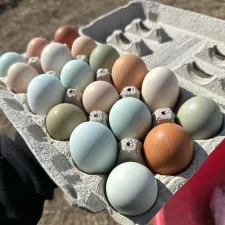 Colorful eggs