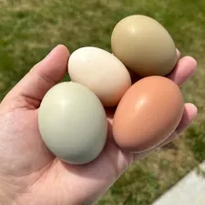 Handful of colorful eggs