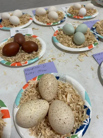 Plates of eggs displayed for judging.